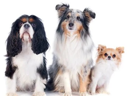 愛犬の健康と幸せを支える専門家の相談所