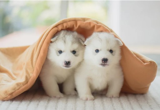 犬飼育相談の重要性
