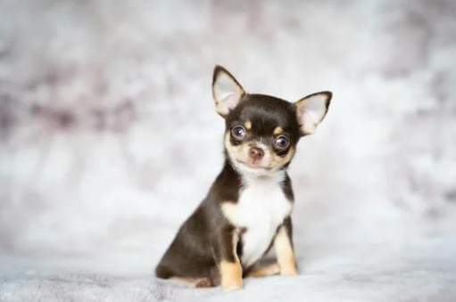 子犬の社会化期を大切に