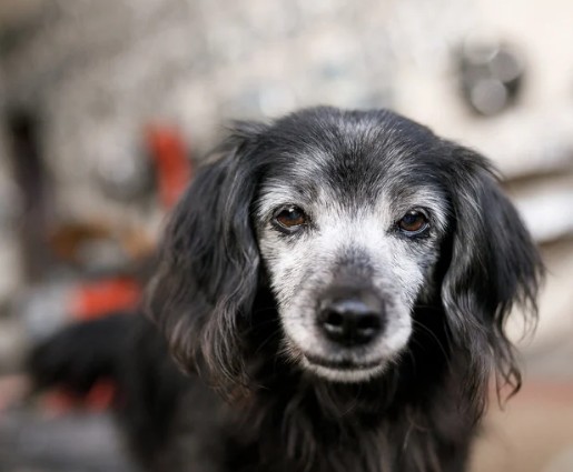 シニア犬に寄り添う、あなただけのトリミング体験