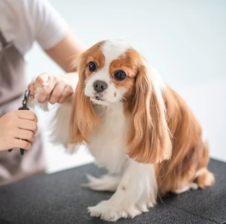 5. シニア犬への優しい対応