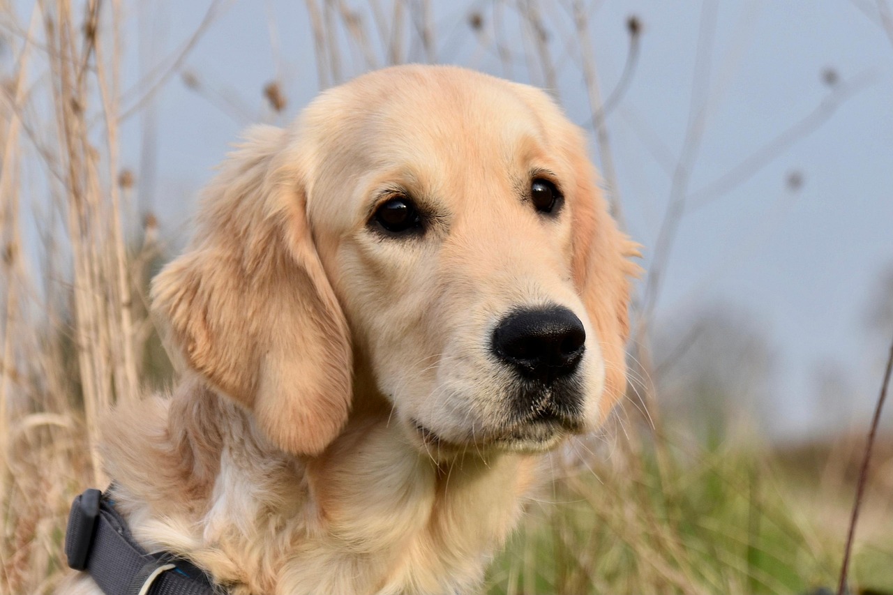 大きな愛で守る、大型犬に特化した快適ペットホテル体験をお届け！