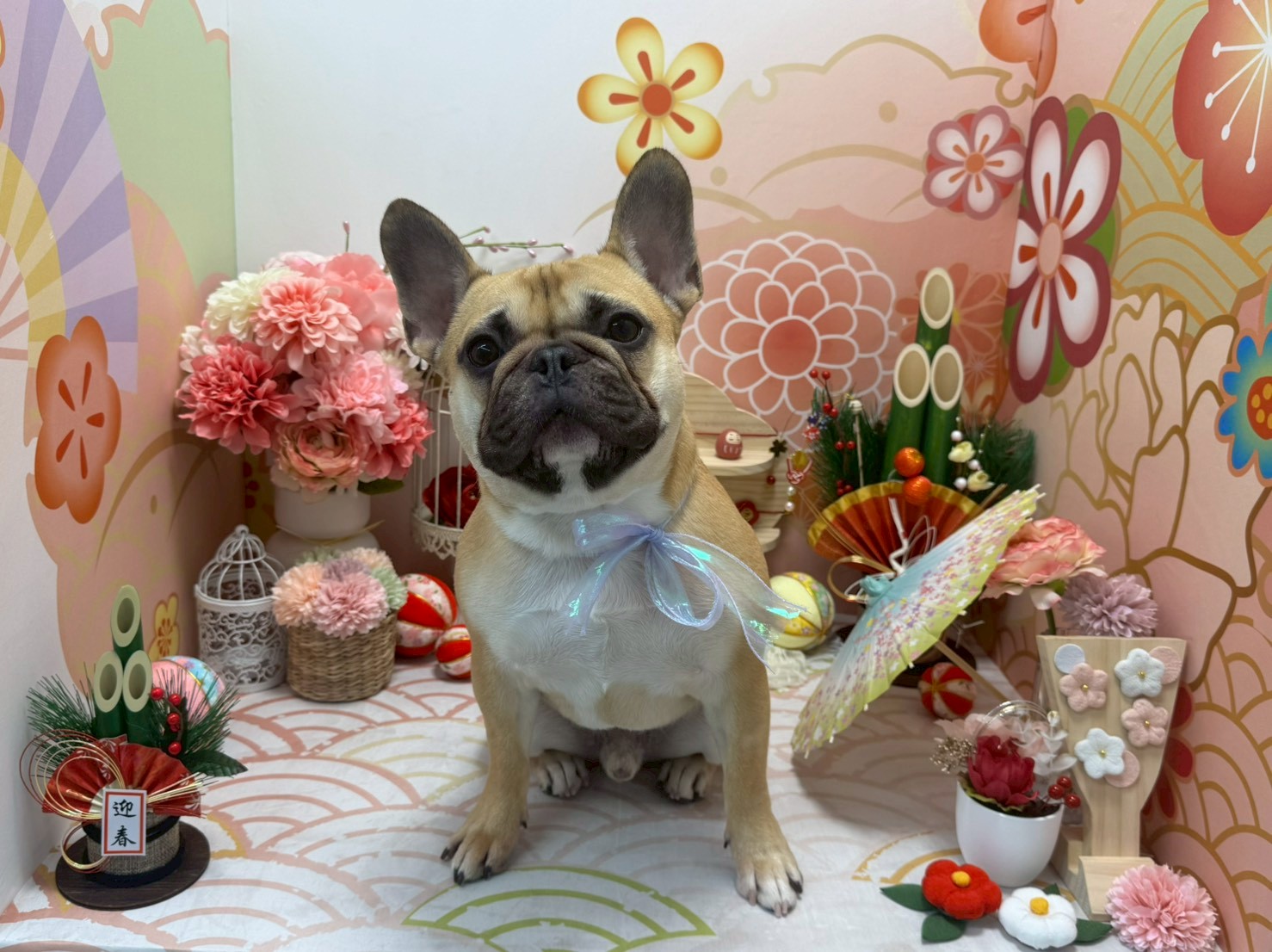 愛犬の最高の瞬間を切り取ろう！