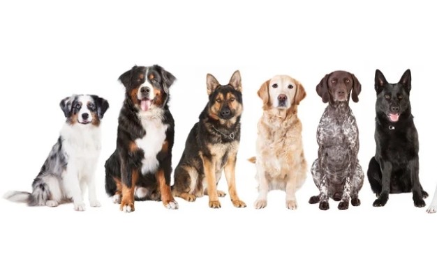 大型犬も安心して任せられる充実のトリミングサービス