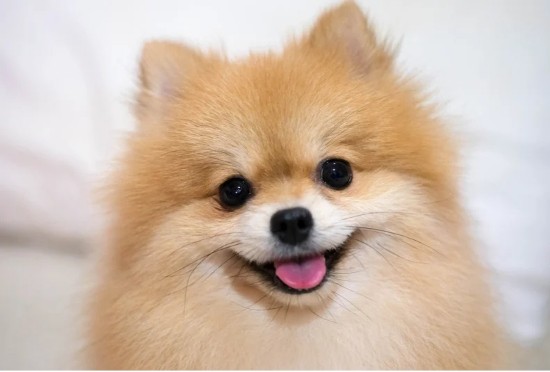 シニア犬ケア – 高齢犬への優しいアプローチ