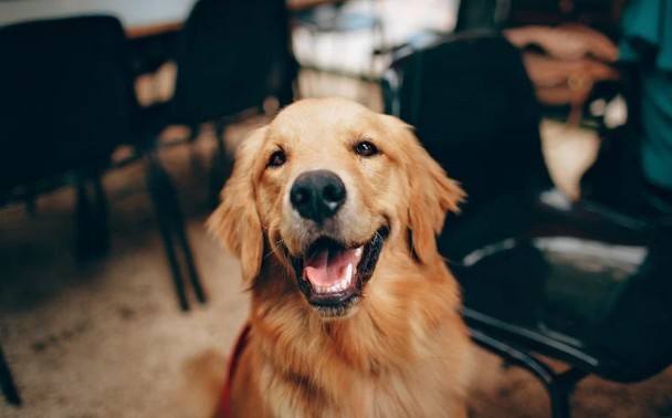 シニア犬も安心