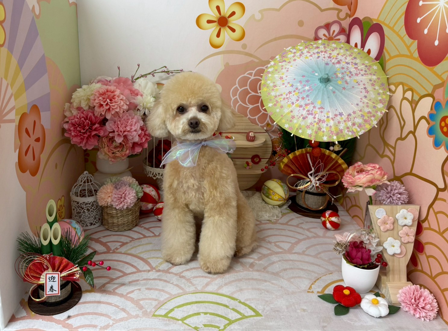 愛犬との思い出を彩る特別なトリミング！