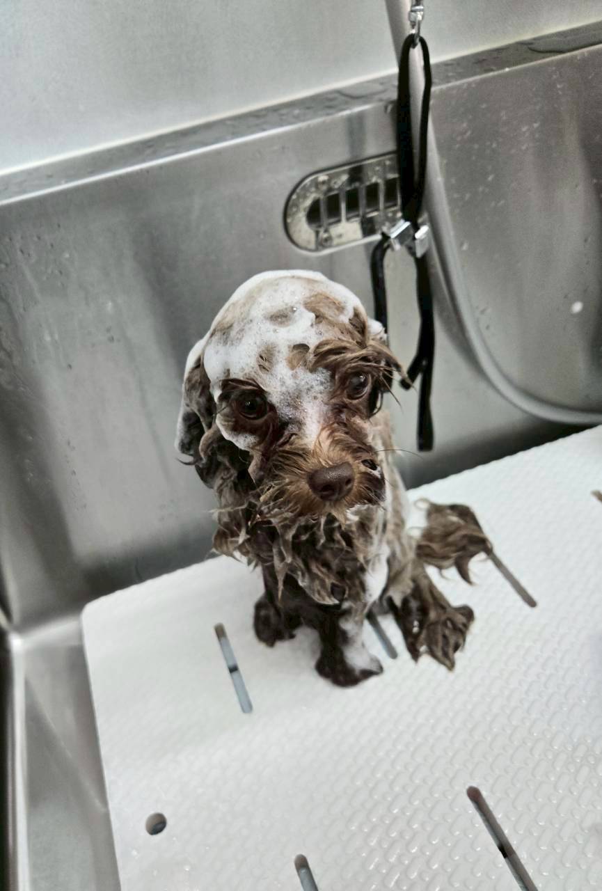 愛する犬のための特別なシャンプー体験