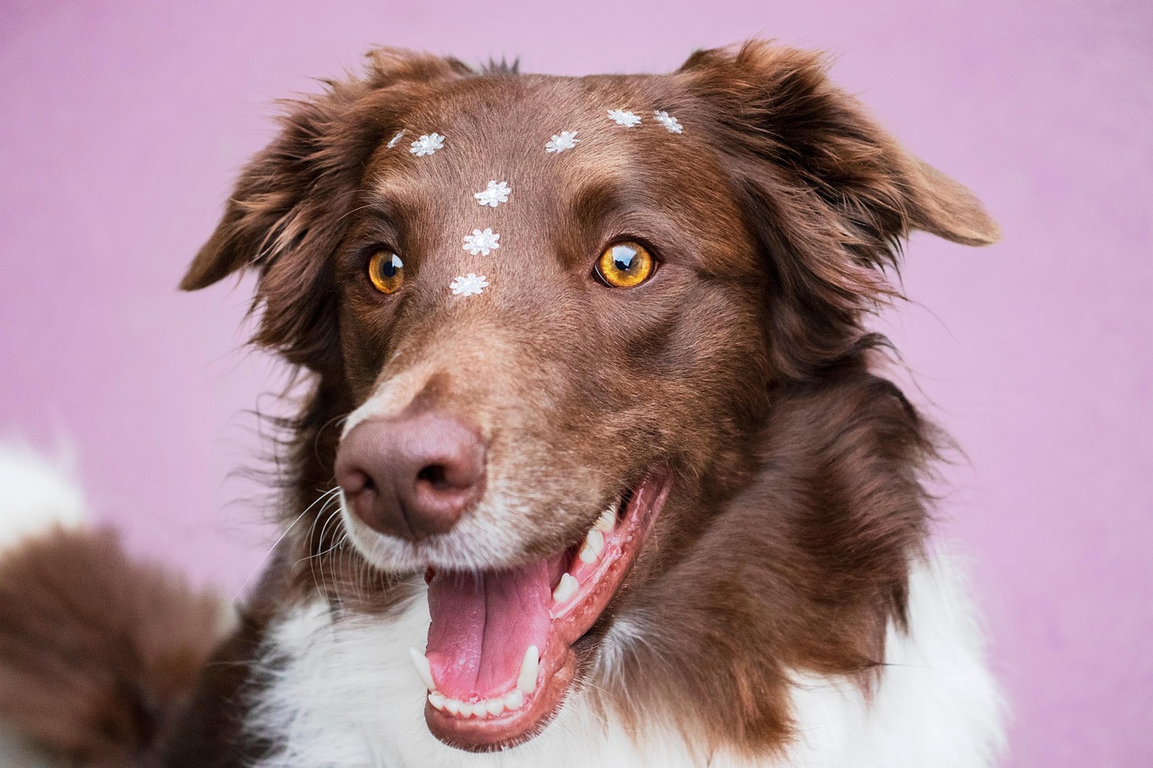 大型犬専用のトリミング