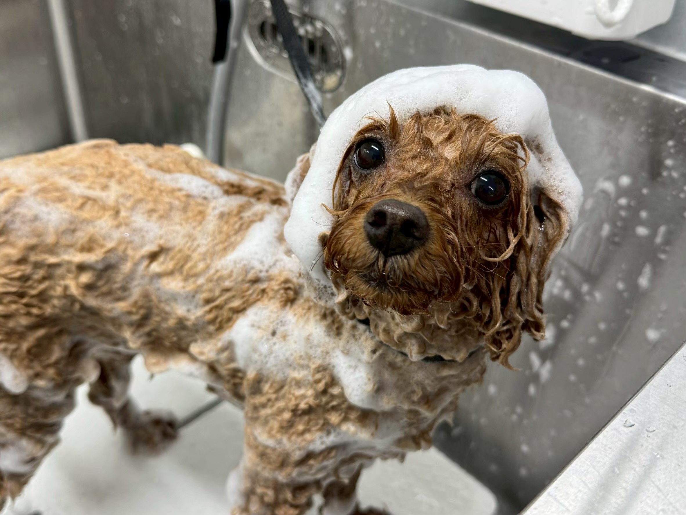 愛犬のことを考えた、極上の体験を