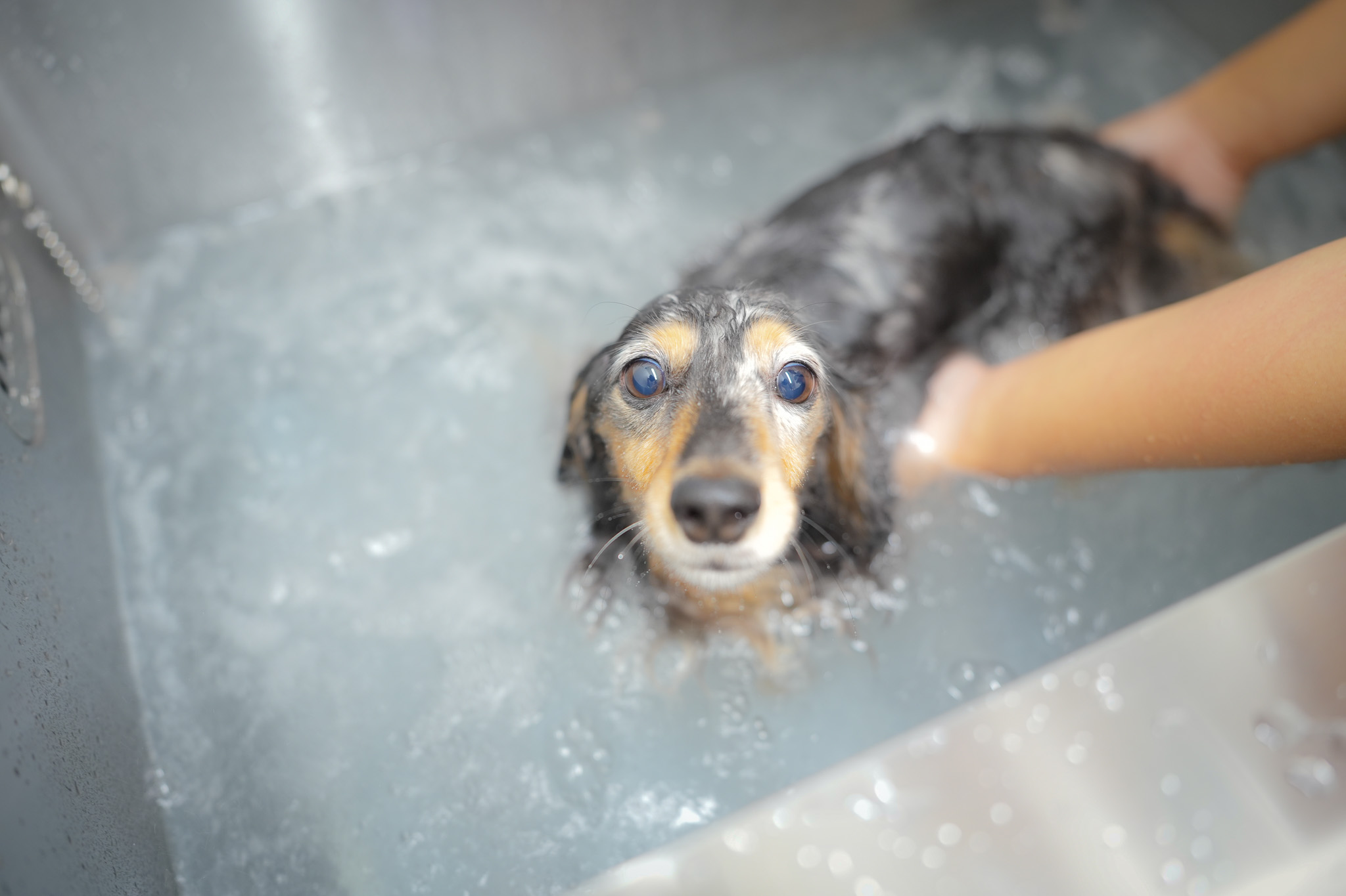 犬の美容と健康管理
