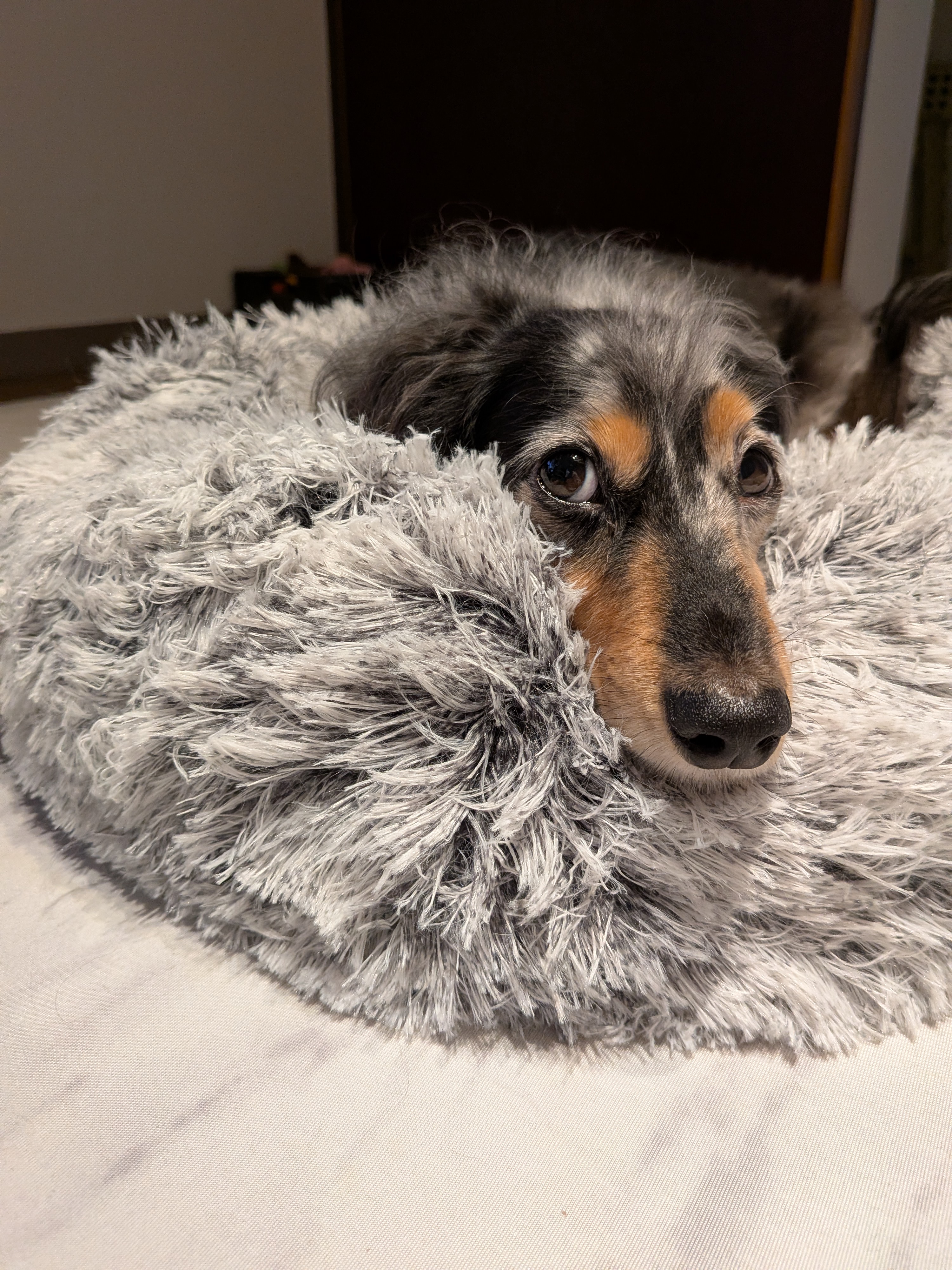 愛犬のための究極のリラクゼーションスポット