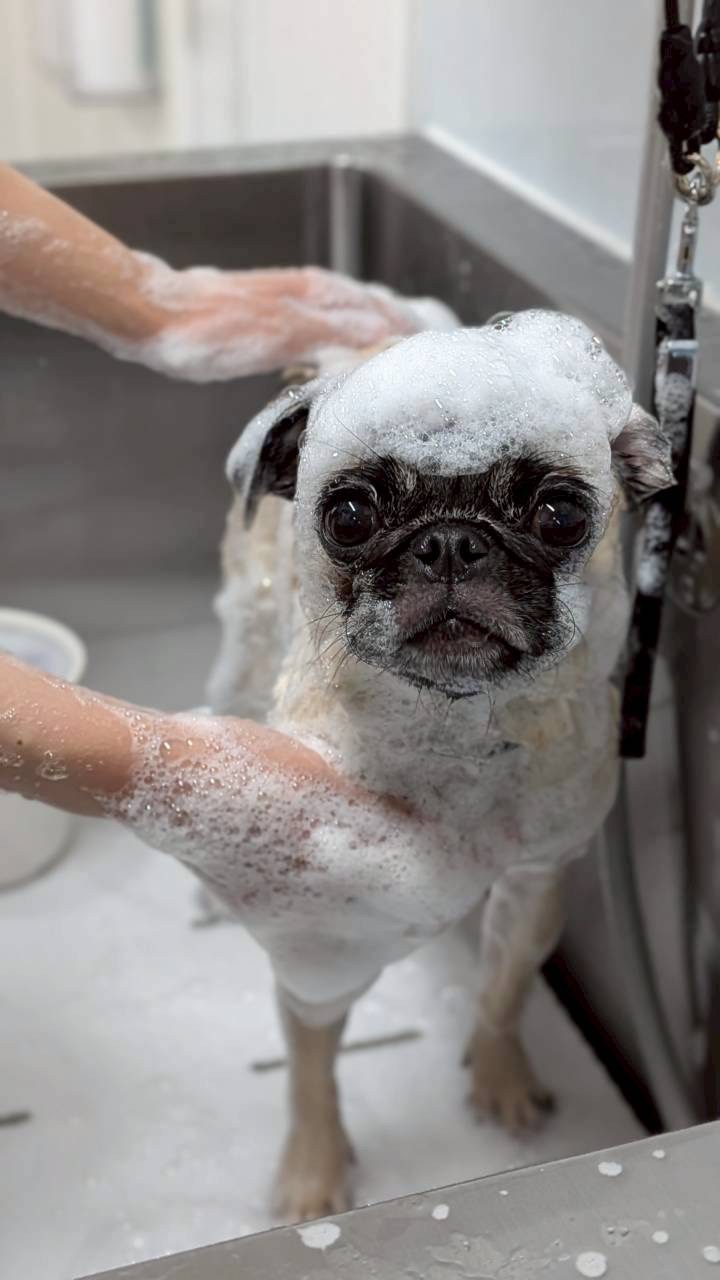 愛犬の健康をトリミングで守ろう！