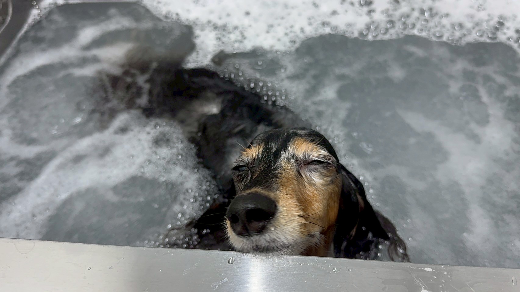 愛犬の健康とリラックスをサポートするジャグジーケア！