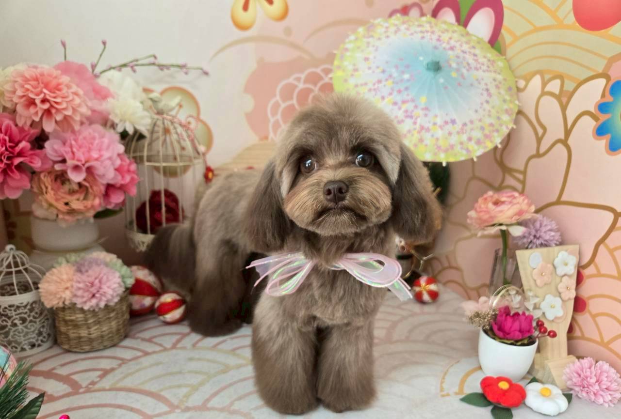 ミックス犬の個性を引き出すトリミング