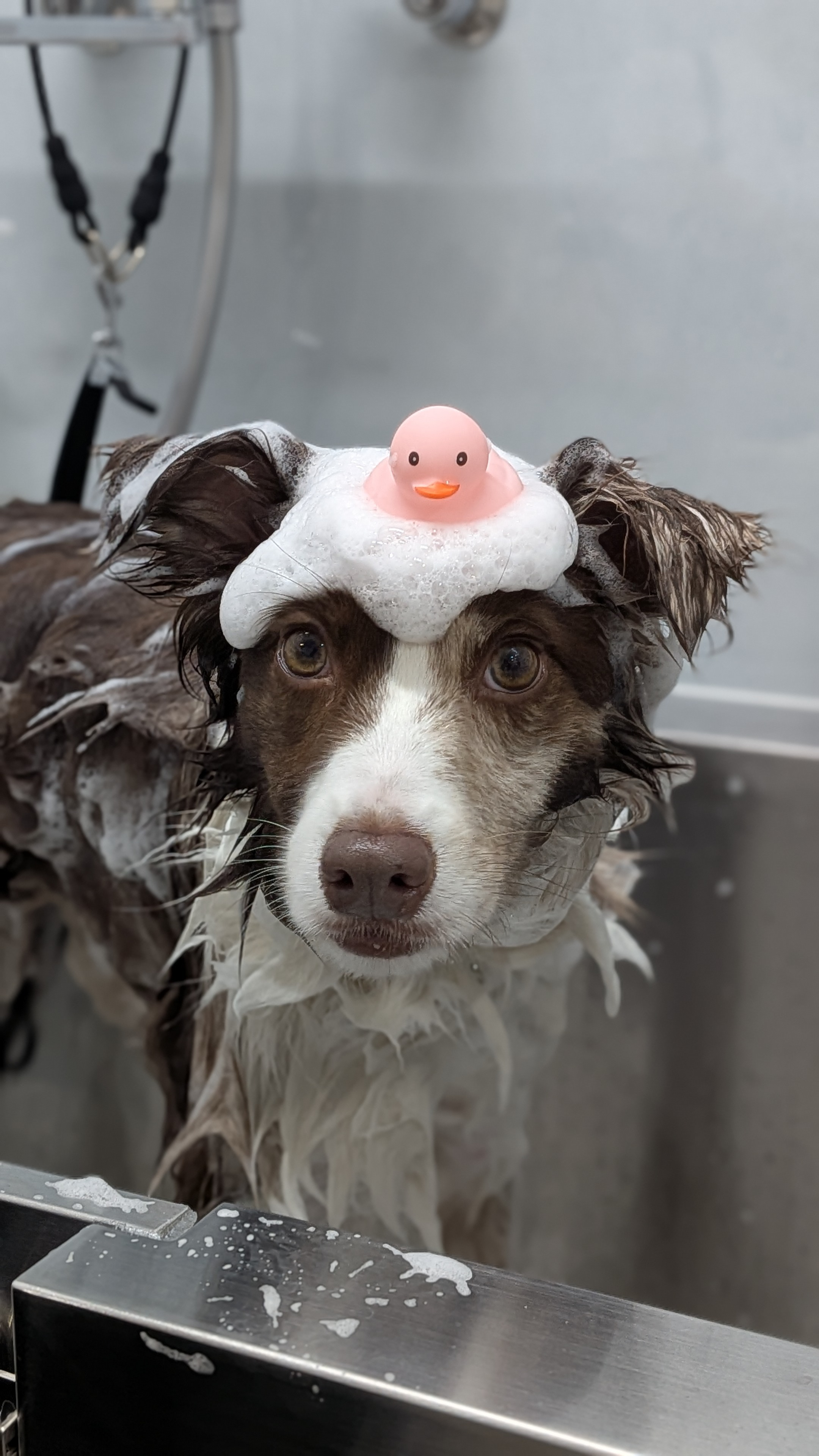 大型犬もストレスフリーでトリミング！