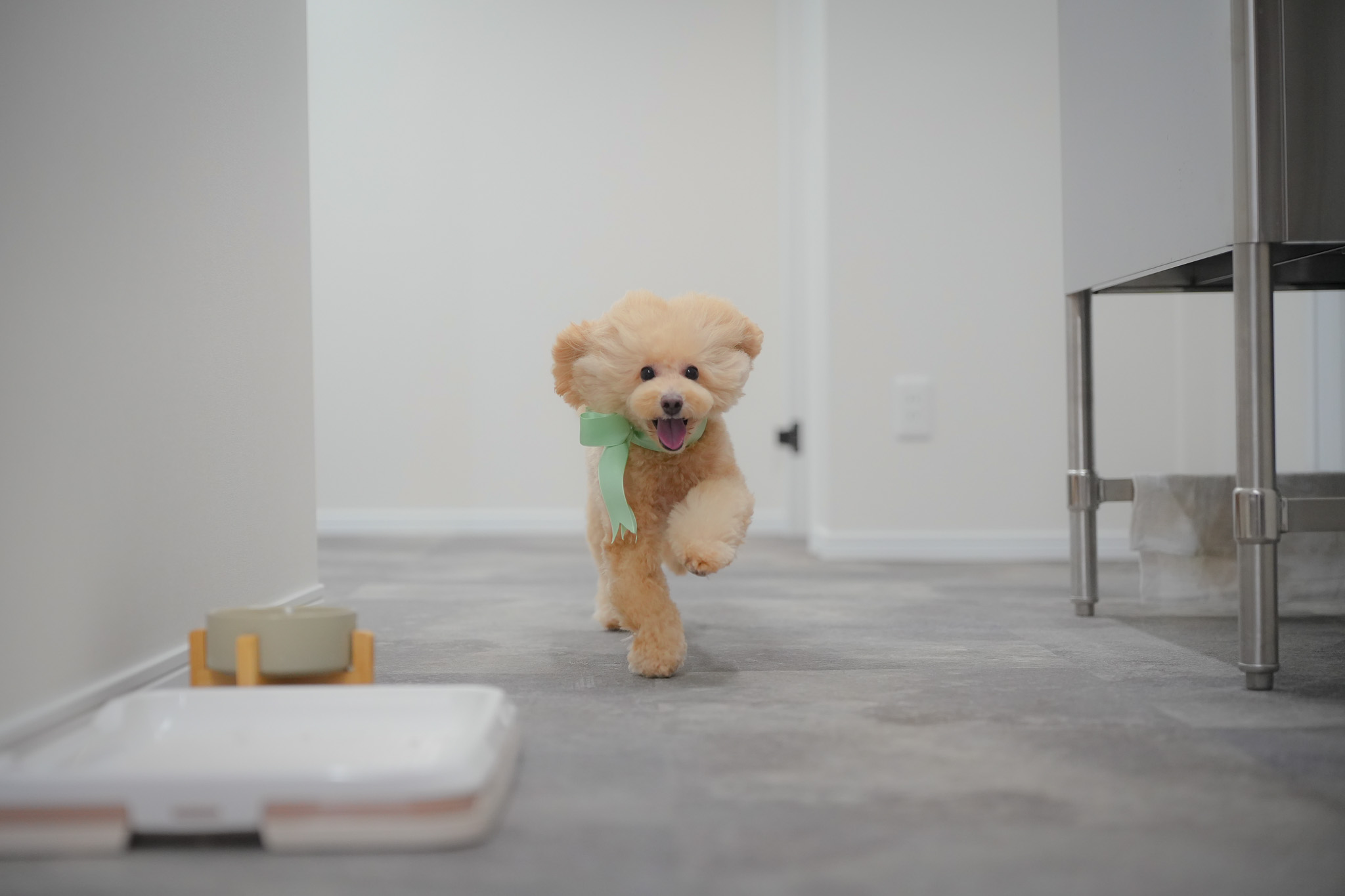 犬の健康を守る、プロフェッショナルなケアをあなたの愛犬に。