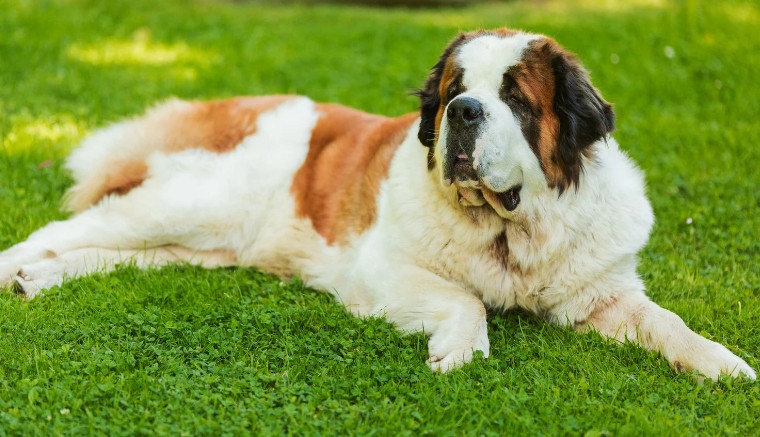 飼い主も安心！信頼のケアで大型犬を心身ともにリフレッシュ