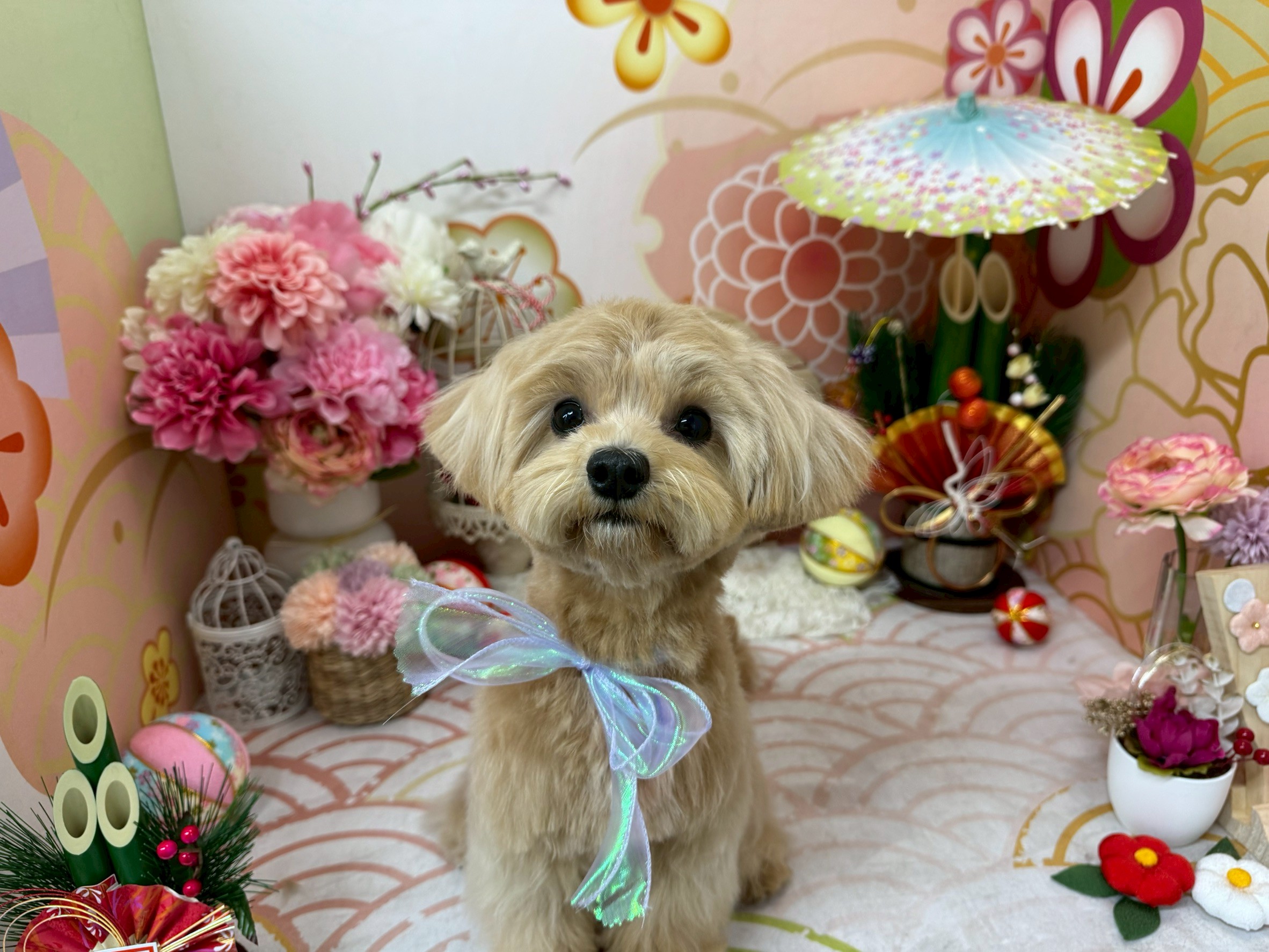 大田区蒲田から徒歩圏内！愛犬の心と体をケアするトリミングサロンsolun