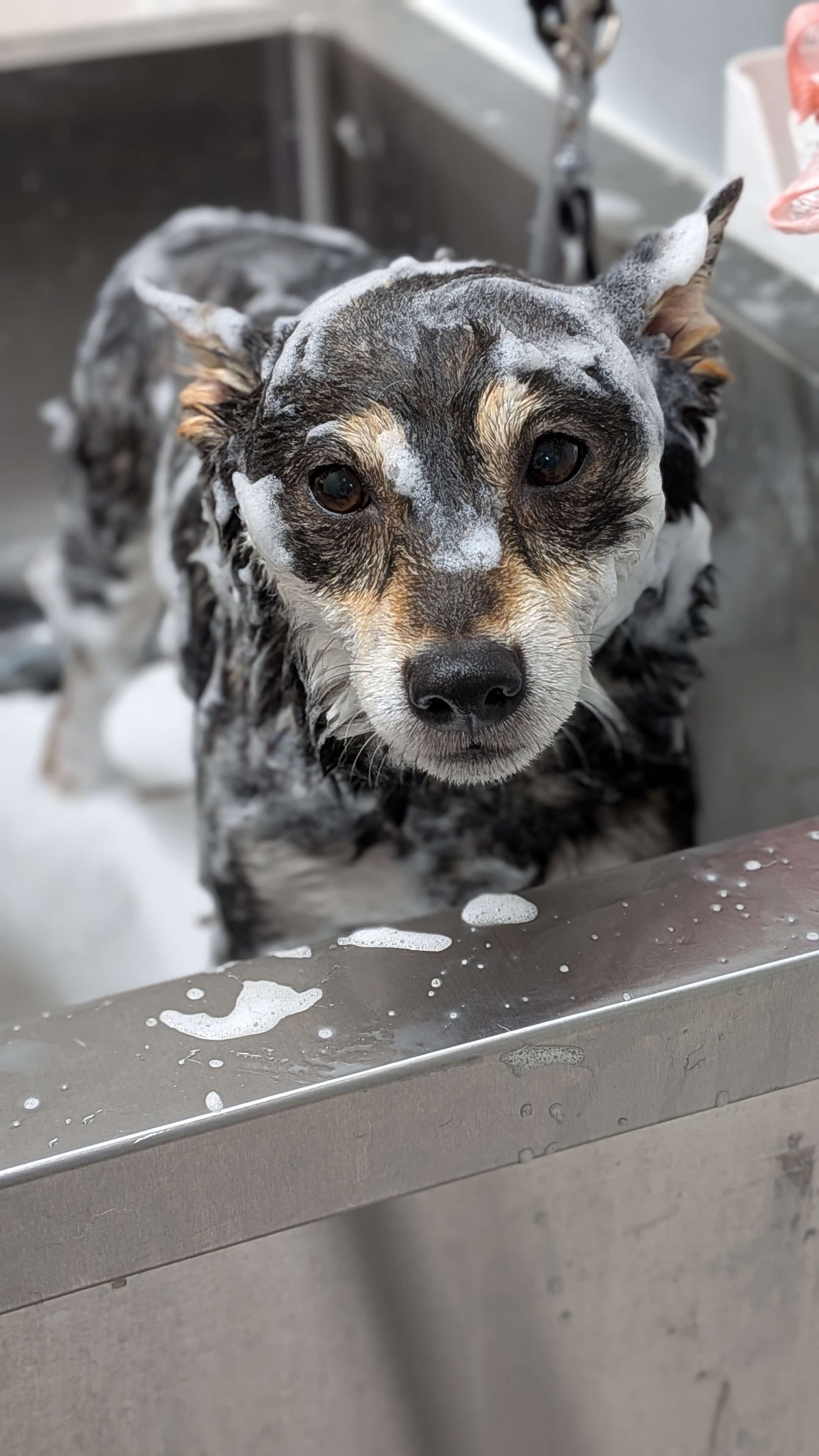 5. シニア犬や病気の子にも優しいトリミング