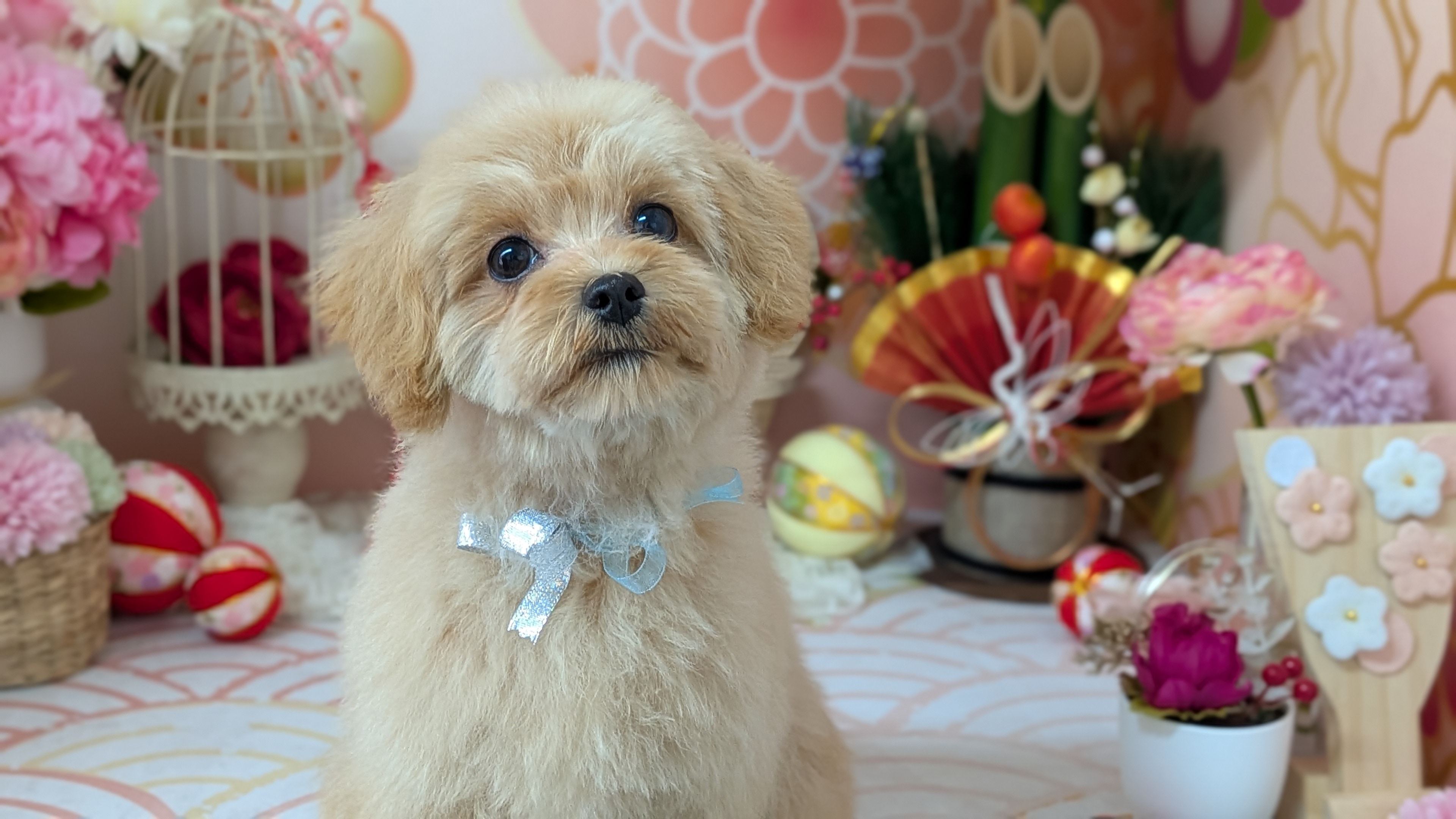 愛犬の初めてのトリミングを、安心してお任せください！