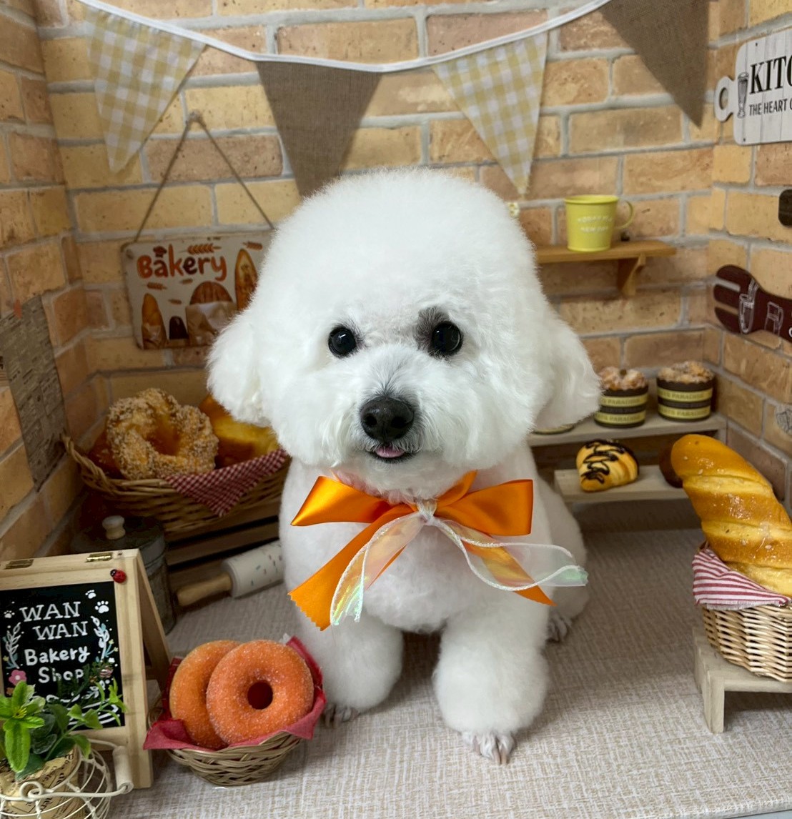 優しさがつながる場所。あなたの愛犬のために、心からのケアを提供します。