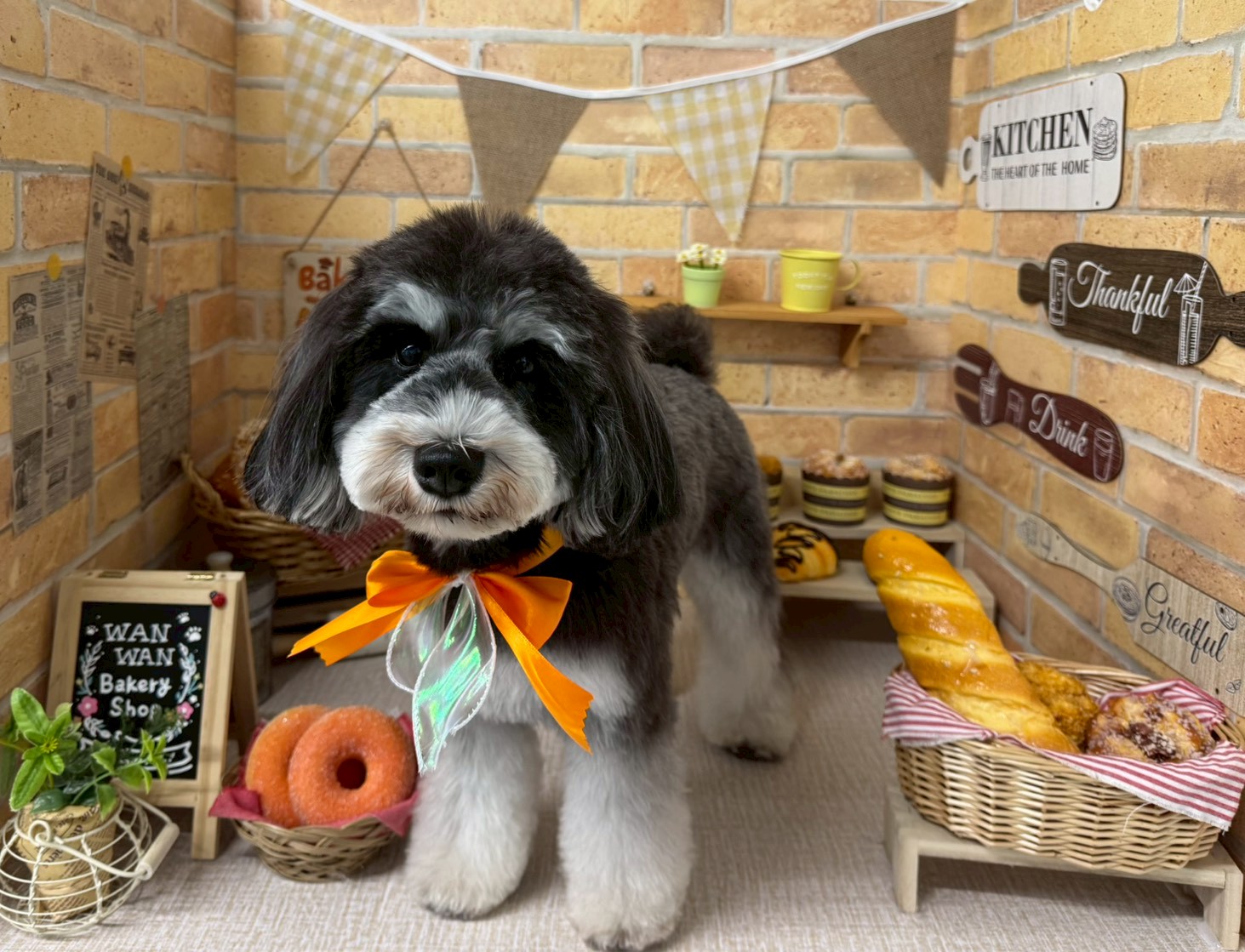 あなたの愛犬をもっと素敵に、もっと健康に！
