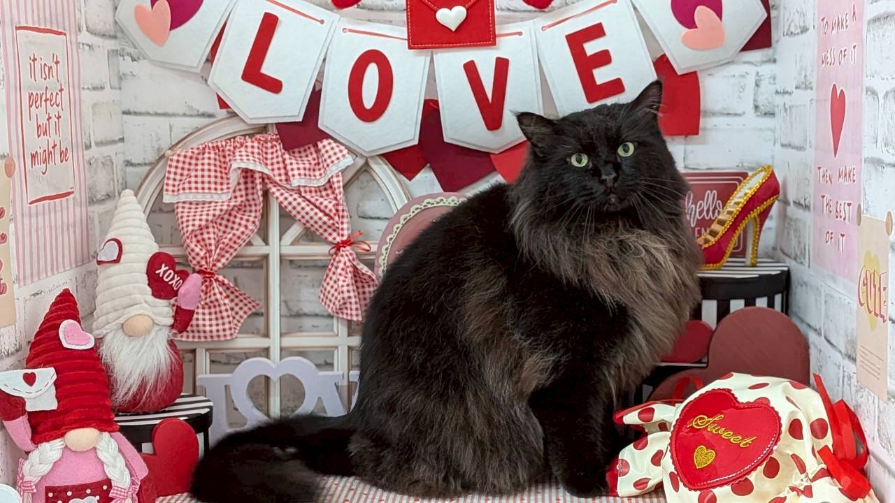 猫も心地よく、トリミングで美しさを引き出す！
